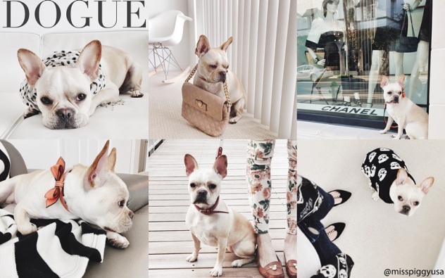 Dani garlet_t shirts_camisetas_sweater_frenchie_cachorros_bulldog_instagram
