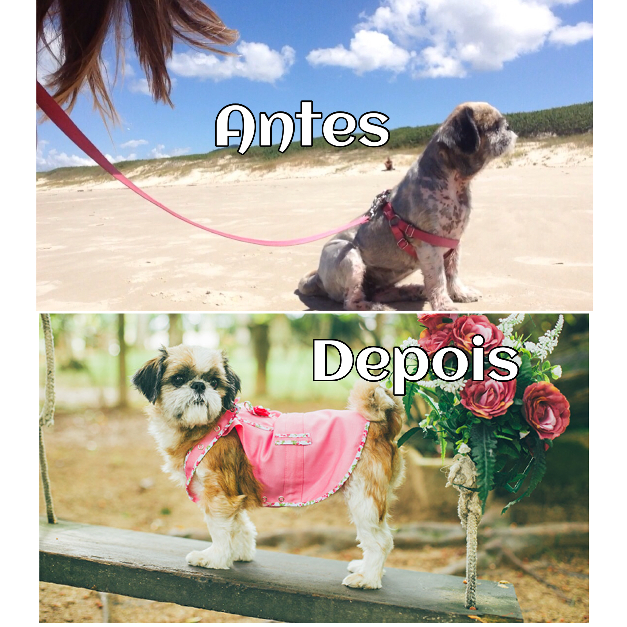 tratamento para coceiras dos cachorros_ doenças em cachorros